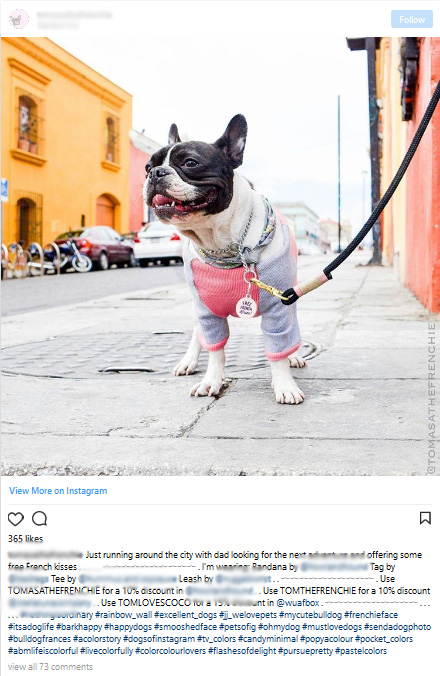 How to make your dog Instagram famous
