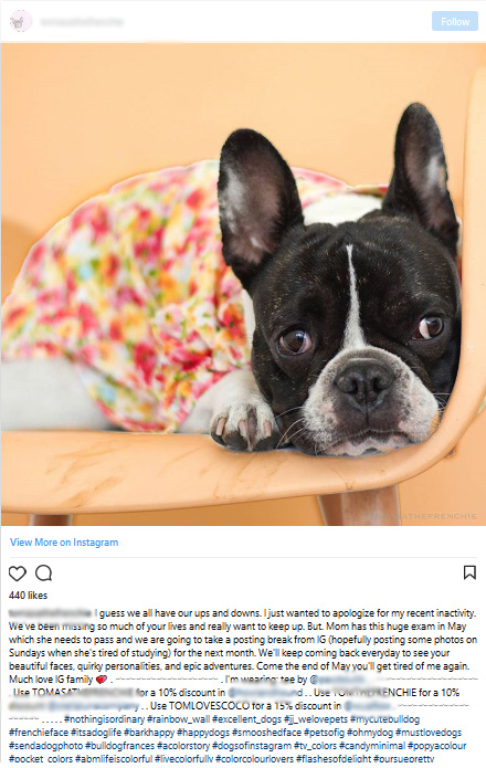 How to make your dog Instagram famous